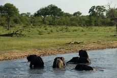 Afrikanischer Elefant (73 von 131).jpg